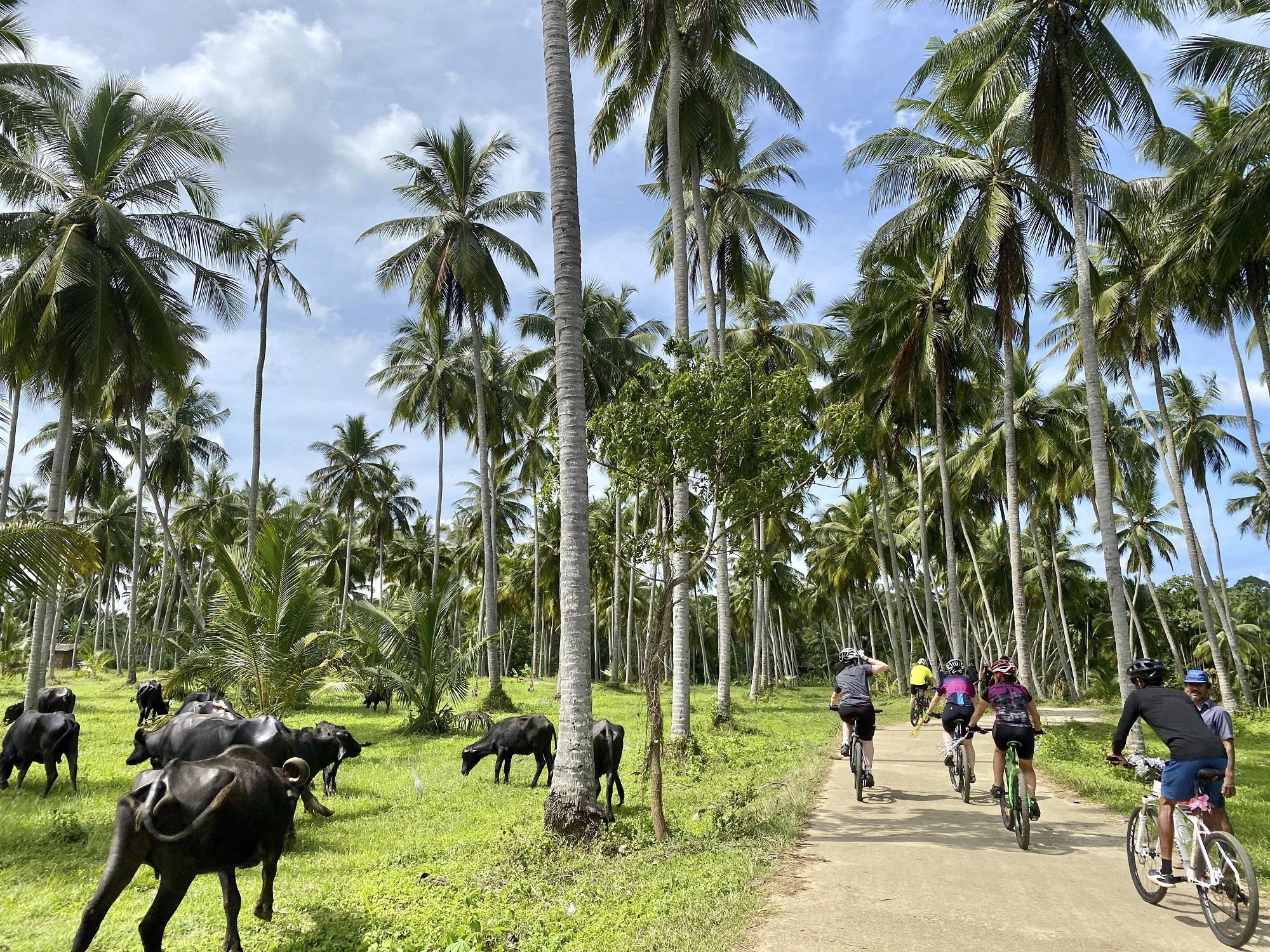 Photos from our Sri Lanka - Classic Cycling Holiday