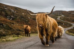 View All Photos for redspokes' Old Remote Highlands Cycling Holiday Tour